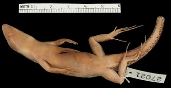 Media type: image;   Herpetology R-27021